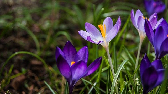 Fiori primaverili