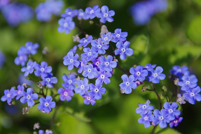 fiori primaverili
