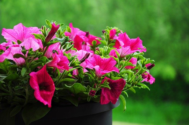 fiori primaverili