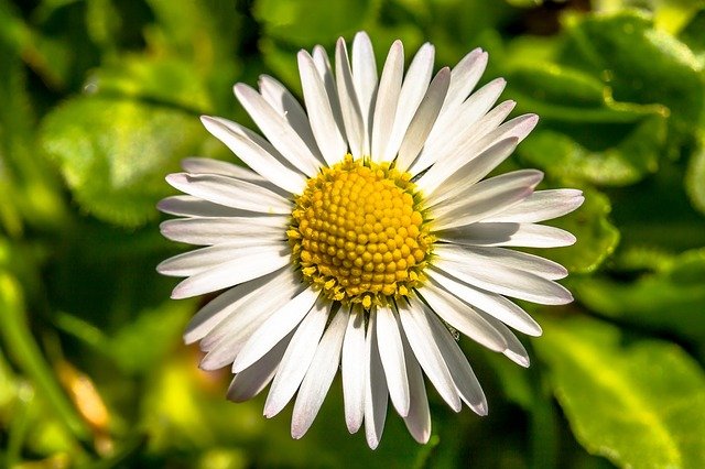 fiori primaverili