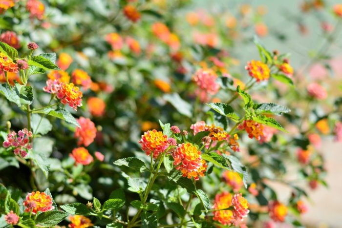 lantana