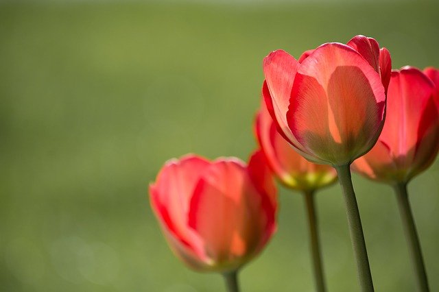 FIORI PIRMAVERILI