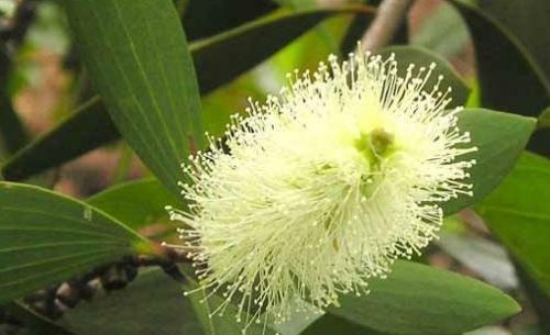 cajeput