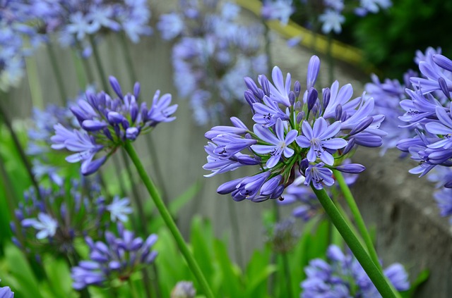 fiori estivi