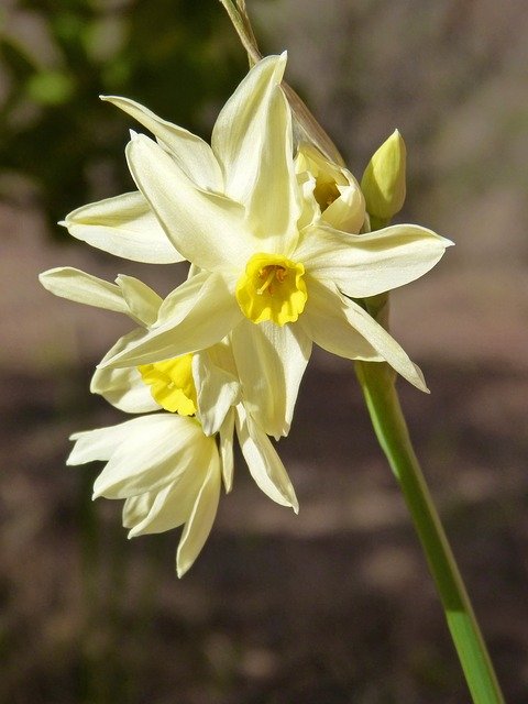 fiori autunnali