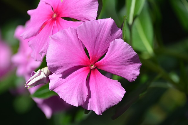 fiori autunnali