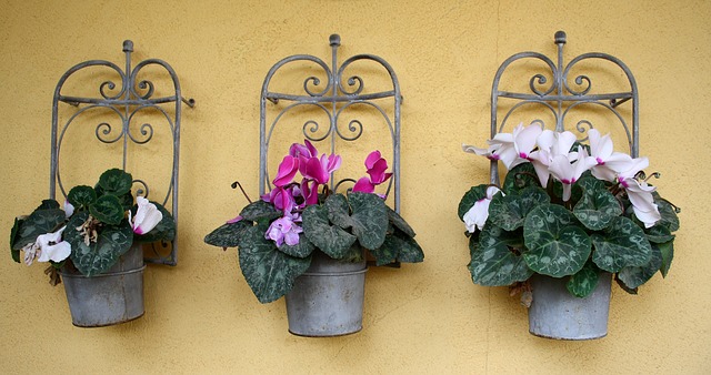 Fiori autunnali