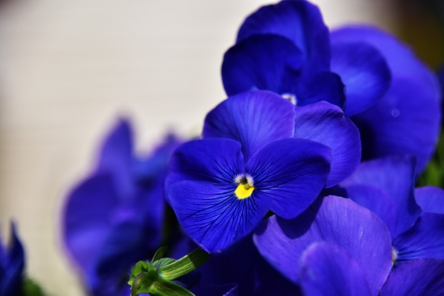 fiori autunnali