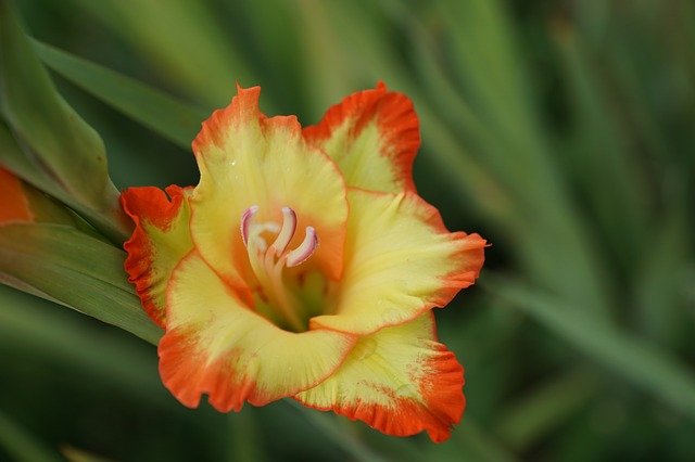 fiori estivi