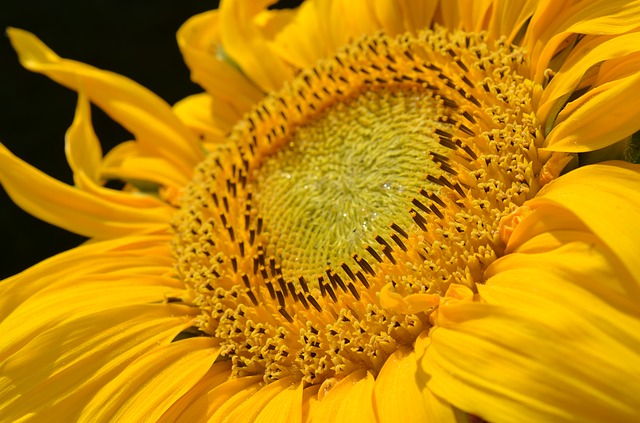 fiori estivi