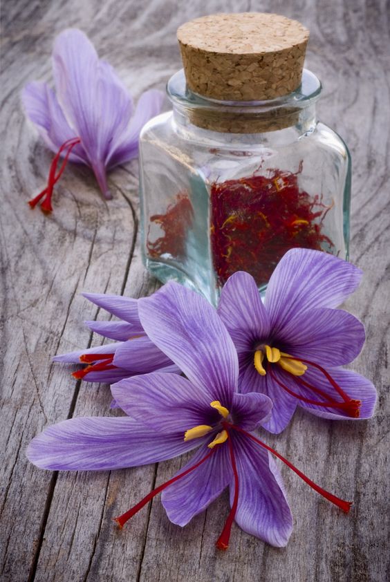 Crocus sativus pianta
