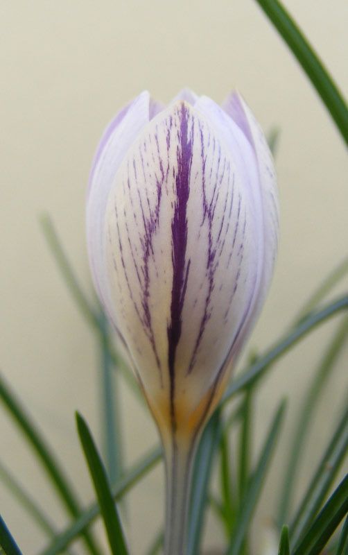 fiore Crocus laevigatus