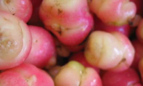 oxalis tuberosa