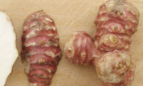 tuberi
