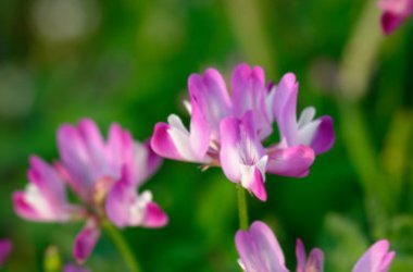 Discovering the benefits and properties of astragalus thumbnail