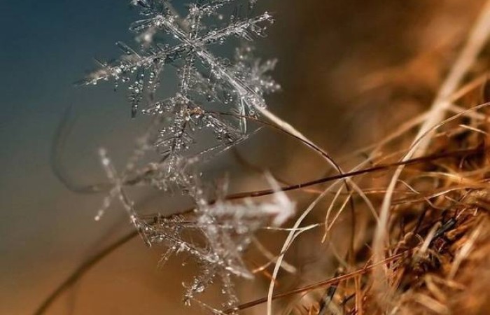 Fiocco Di Neve Al Microscopio Elettronico