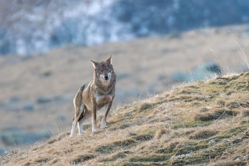 lupo appenninico nel Parco Nazionale della SIla