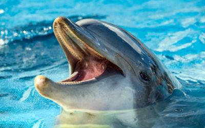 Video-storia del giorno: delfini salvano dobermann caduto in mare