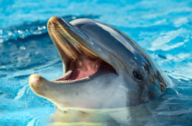 Video-storia del giorno: delfini salvano dobermann caduto in mare
