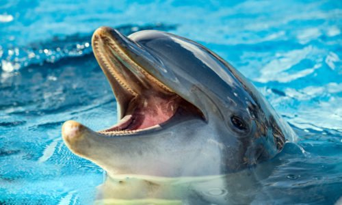 Video-storia del giorno: delfini salvano dobermann caduto in mare