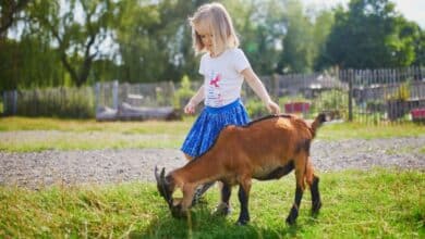 Vacanze scolastiche in fattoria: la proposta del Veneto