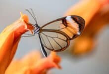 animali trasparenti: farfalla Greta Oto