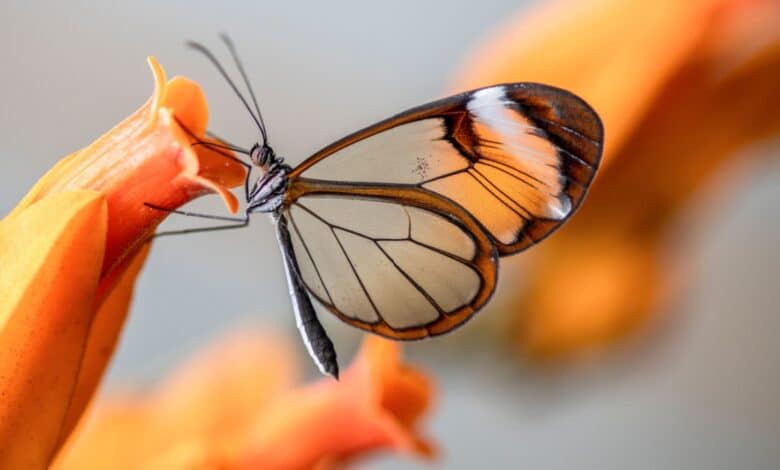 animali trasparenti: farfalla Greta Oto