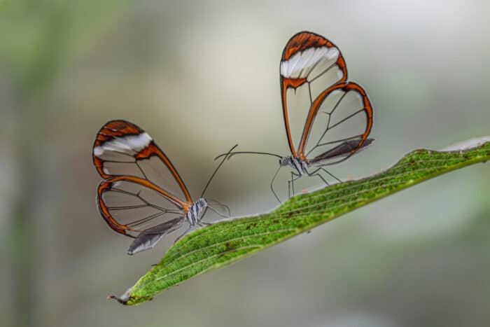 animali trasparenti: due farfalle Greta Oto