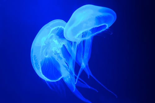 animali trasparenti: le meduse