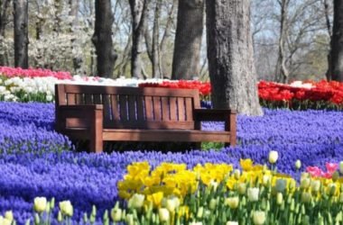 Ad aprile c’è il Festival dei tulipani ma non è in Olanda… è in Turchia!