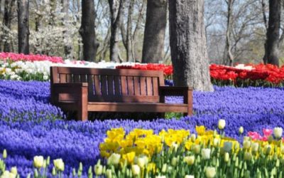 Ad aprile c’è il Festival dei tulipani ma non è in Olanda… è in Turchia!