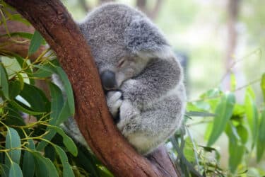 Il piccolo koala senzatetto