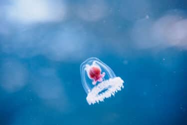 Una medusa che è immortale!