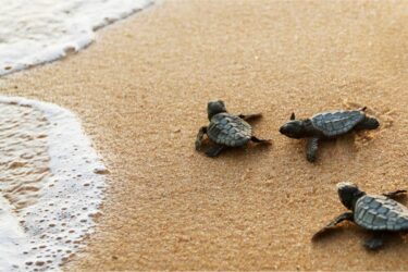 Tornano le tartarughe Caretta sulle coste calabresi
