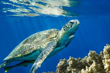 Storie di mare: una tartaruga marina salvata da tre giovani pescatori