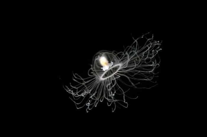 una medusa che è immortale