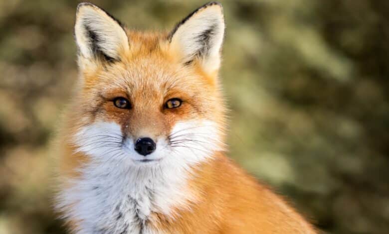 non si devono allevare animali selvatici