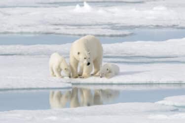 Sempre più orsi polari muoiono di fame per il surriscaldamento globale