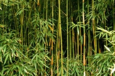 La pianta di bambù, pianta esotica poco eco-friendly per i nostri giardini