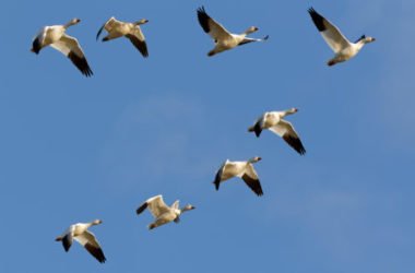 Oche uccise per non disturbare gli aerei in fase di decollo