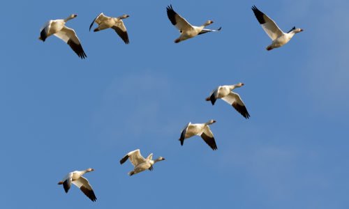 Oche uccise per non disturbare gli aerei in fase di decollo