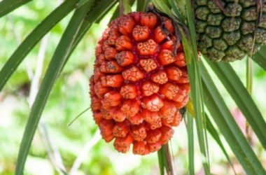 Hala Fruit: dalle Hawai uno splendido e misterioso frutto