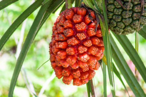 Hala Fruit: dalle Hawai uno splendido e misterioso frutto