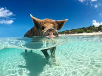 L’isola dei maiali felici esiste ed è nelle Bahamas