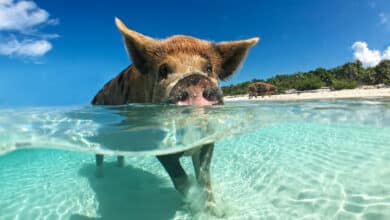 Big Major Cay (Bahamas) l'isola dei maiali felici
