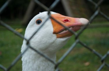 Foie gras: una delizia gastronomica che costa sofferenza