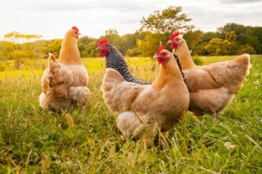 I vantaggi (non solo economici) di allevare una gallina domestica