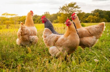 I vantaggi (non solo economici) di allevare una gallina domestica: tutti i perché di una nuova moda d’oltralpe