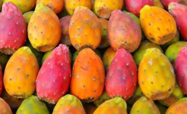 Mobili e altre applicazioni dalla fibra del fico d’India