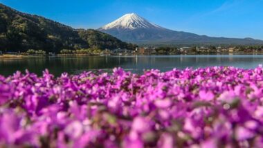 In Giappone impazza lo Shiba-Sakura Festival, ovvero il Festival del Muschio Rosa